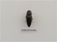 藏品(叩頭蟲(1))的圖片